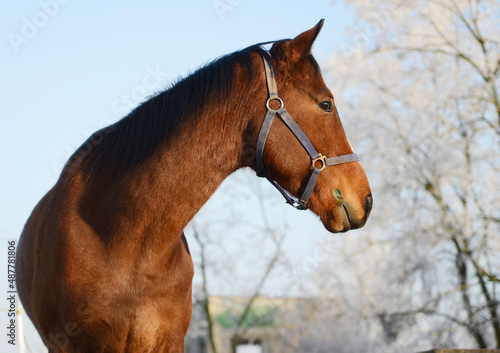 Horse head © Eva