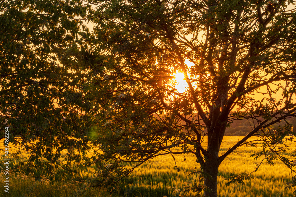 sunset on a field in the german eifel sunset on a field in the german eifel