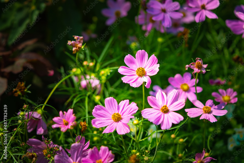 Fototapeta premium Closeup Cosmos flower on sunlight with copy space using as fresh ecology background concept