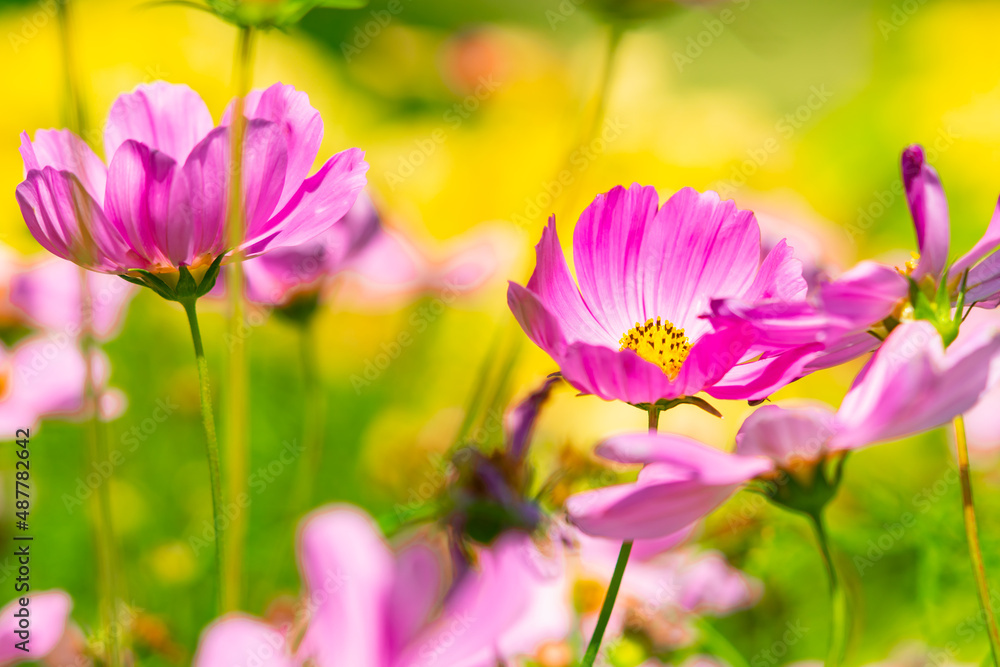 Closeup Cosmos flower in the field with copy space using as fresh ecology background concept Closeup Cosmos flower in the field with copy space using as fresh ecology background concept