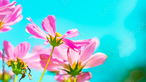 Abstract blur Cosmos flower on blue sky using as fresh ecology background concept