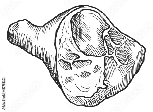 Leg meat on bone. Hand drawn ham sketch