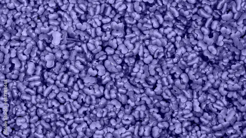 Toned by Violet Mustard Sprouts Micro Greens Moving in Time Lapse as Perfect Organic Food Background. Growing Germination of Newborn Mustard Greens Plant in Greenhouse Agriculture. Color of the Year Toned by Violet Mustard Sprouts Micro Greens Moving in Time Lapse as Perfect Organic Food Background. Growing Germination of Newborn Mustard Greens Plant in Greenhouse Agriculture. Color of the Year