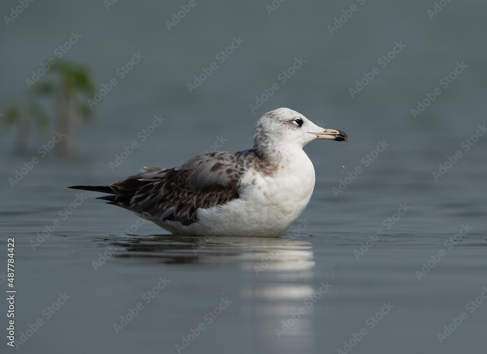 Juvenile Great black-headed gull at Bhigwan bird sanctuary, India Juvenile Great black-headed gull at Bhigwan bird sanctuary, India