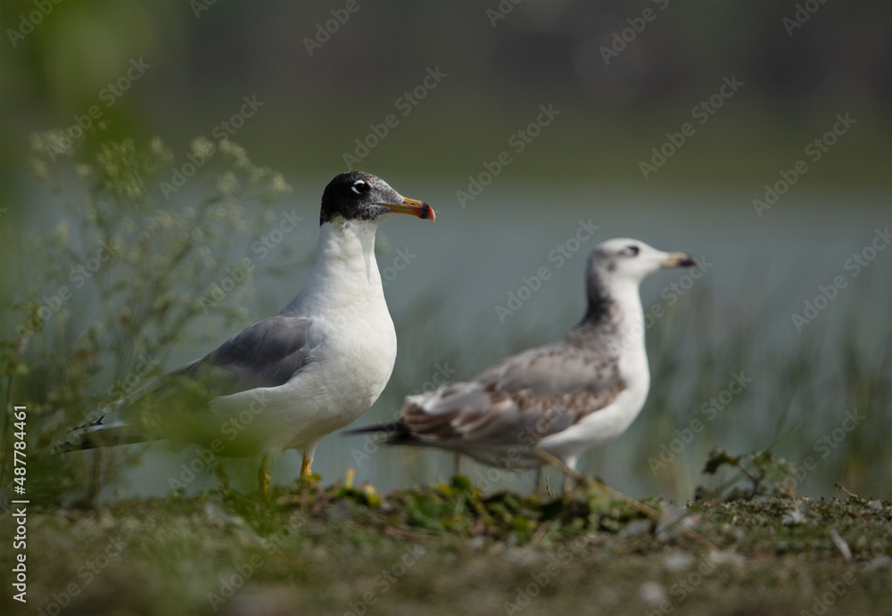 Great black-headed gulls at Bhigwan bird sanctuary, India Great black-headed gulls at Bhigwan bird sanctuary, India