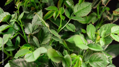 Wallpaper Mural Young Green Rose Leaves Grow in Time Lapse. New Life Generation. Young Sprouts Reach for the Light. New Flower Branches Grows Up. New Leaves Grow in Fast motion Torontodigital.ca