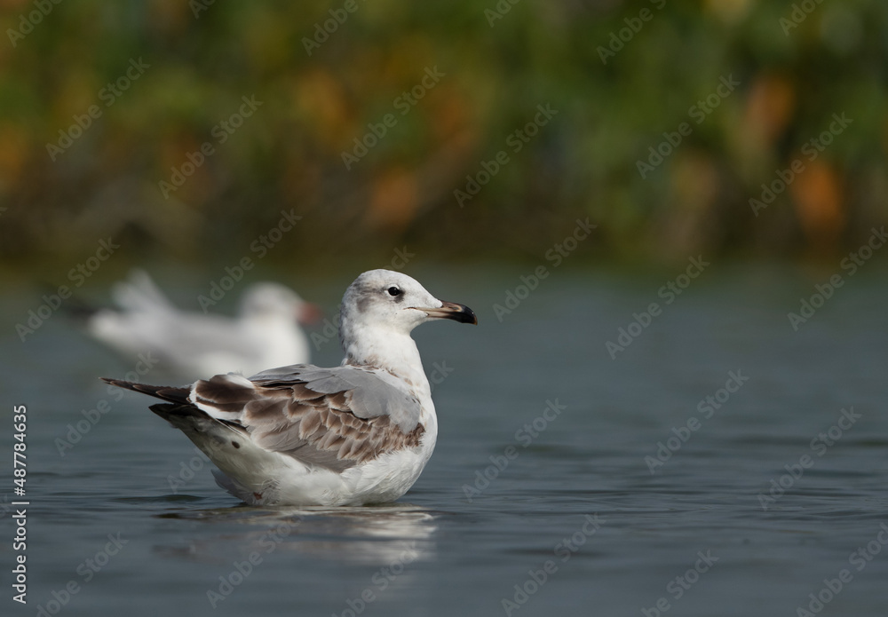 Portrait of a Juvenile Great black-headed gull at Bhigwan bird sanctuary, India Portrait of a Juvenile Great black-headed gull at Bhigwan bird sanctuary, India