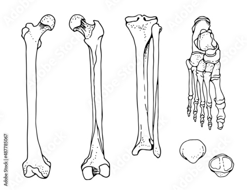 Human foot bones, femur, tibia and fibula, foot, patella