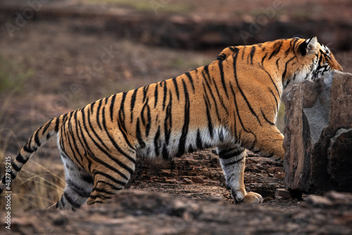 Tigress moving behind the rock   Ranthambore Tiger Reser