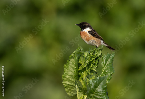 Stonechat perched on green at Buri, Bahrain