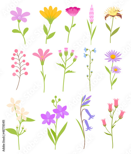 Floral flower elements colorful set