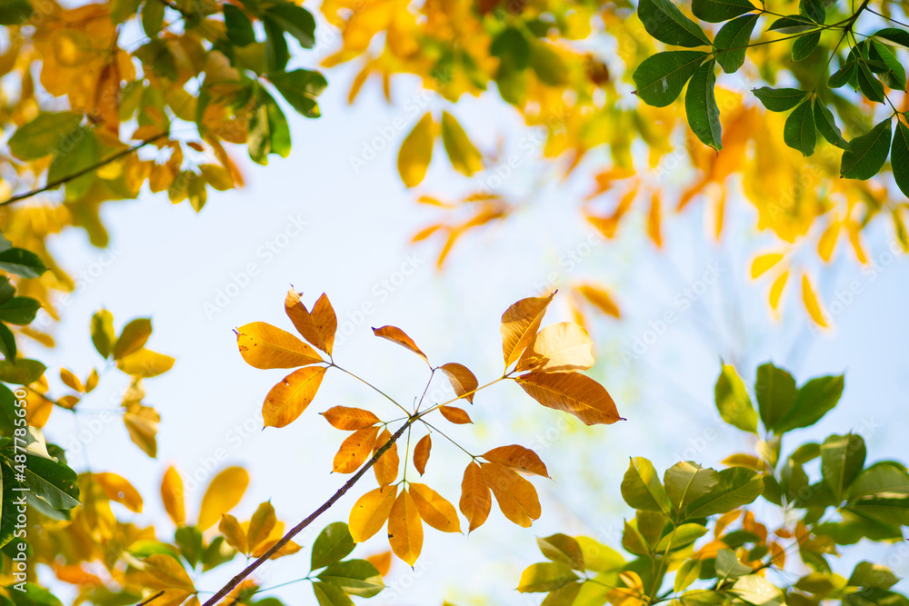 autumn leaves background autumn leaves background