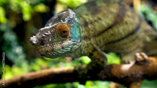 Potrait of parson s chameleon closeup picture exotic specie in the exotic forrest going through tree different color black eyes green background amazing animal lizard on the branch wood daytime