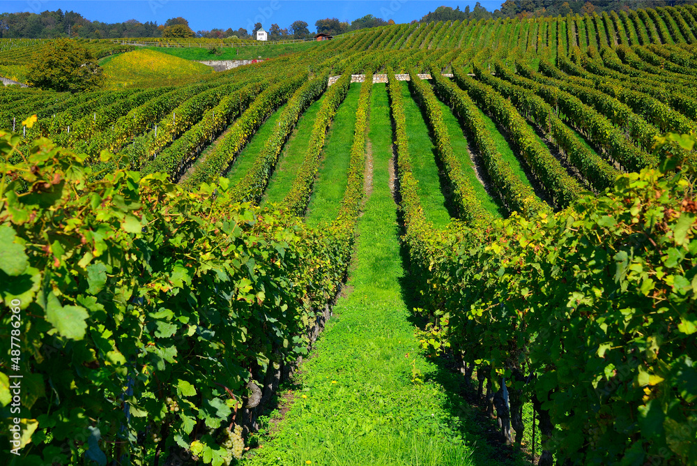 Organic vineyards in autumn colors, October, La Cote wine region, La Côte, Bougy-Villars above city of Rolle, district of Morges, canton Vaud, Romandy, Switzerland, Europe
