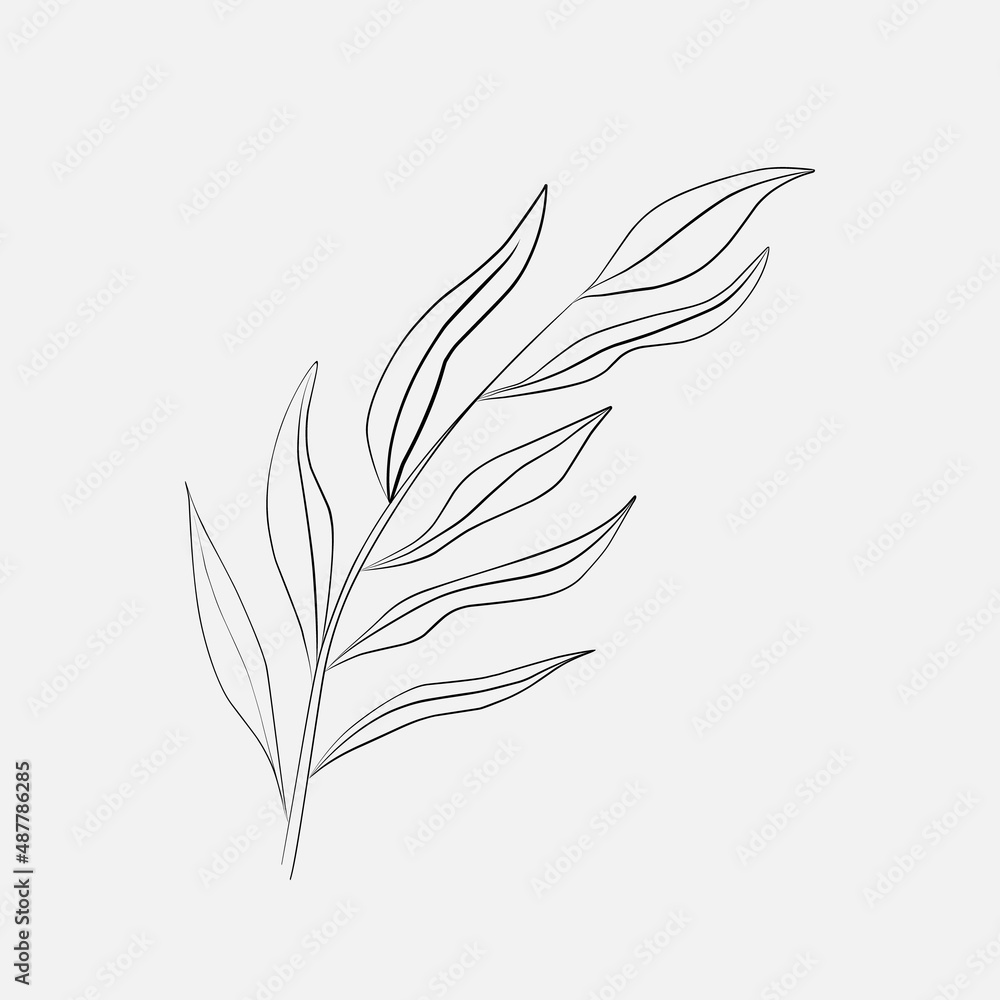 Drawing Line Plants, Black Sketch of leaves Isolated on White Background.
