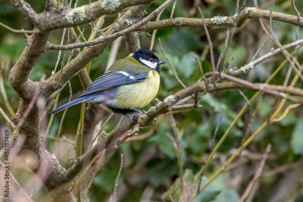 Black-capped tit perched on a branch