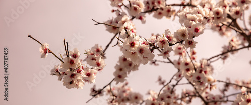 Fotografie close up on almond flower on branch tree