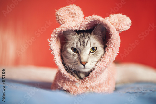 Canvas Print Cute cat dressed up in a hoodie with ears