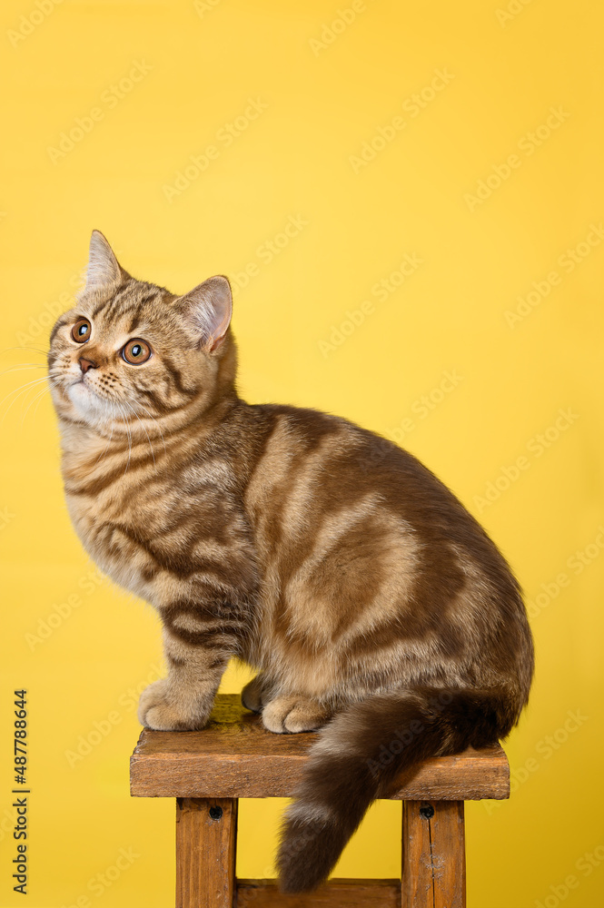 Obraz premium British kitten of marble chocolate color on a yellow background. 