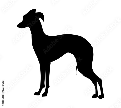 Italian greyhound realistic silhouette of a dog stand. The dog is standing.