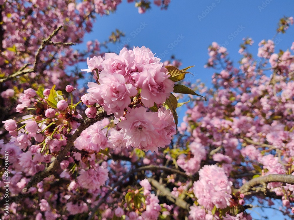 Spring tree flowering. Pink flowers. Slovakia