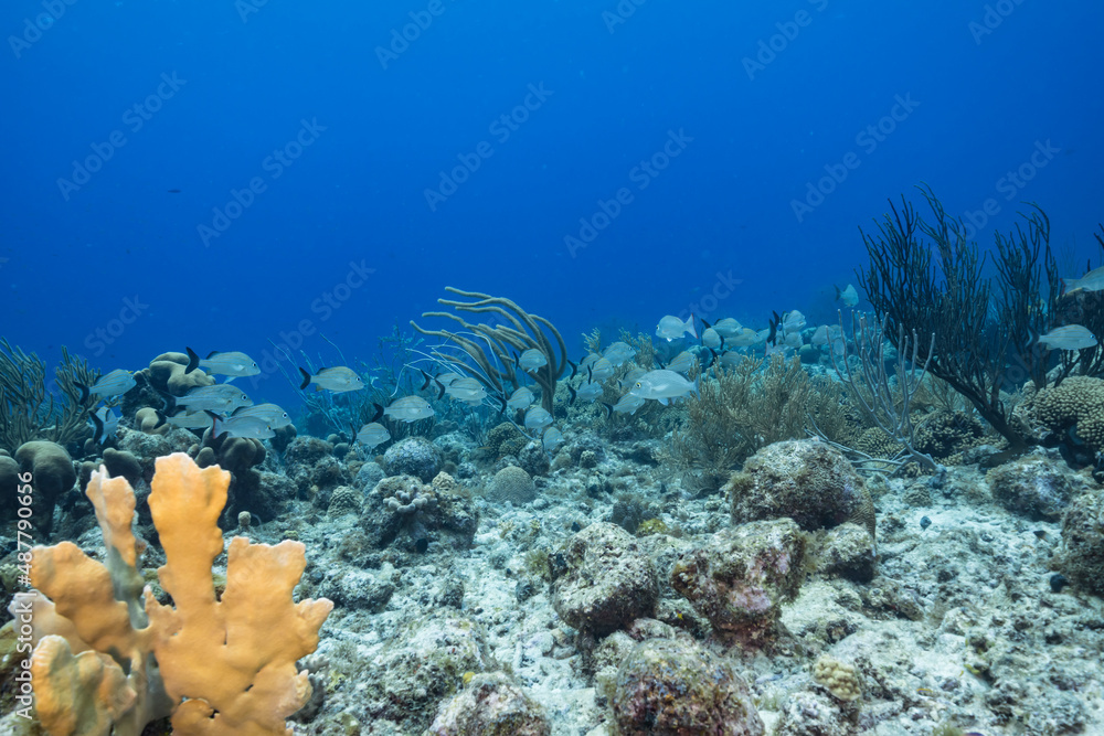 Seascape with various fish, coral, and sponge in the coral reef of the Caribbean Sea, Curacao Seascape with various fish, coral, and sponge in the coral reef of the Caribbean Sea, Curacao