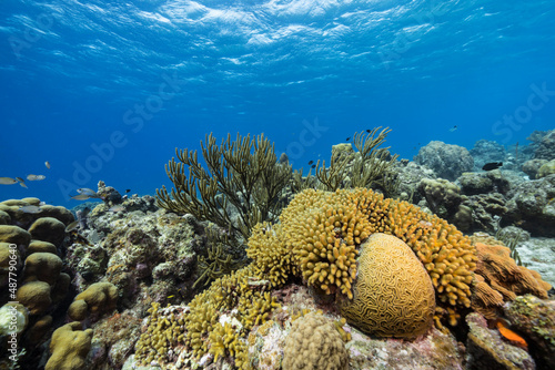 Seascape with various fish  coral  and sponge in the coral reef of the Caribbean Sea  Curacao