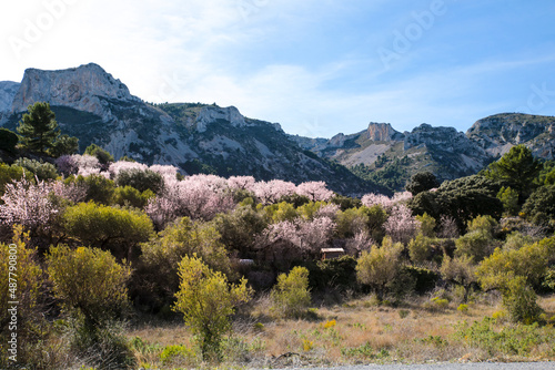 Landscape of Sierra Aitana with Almond trees in bloom
