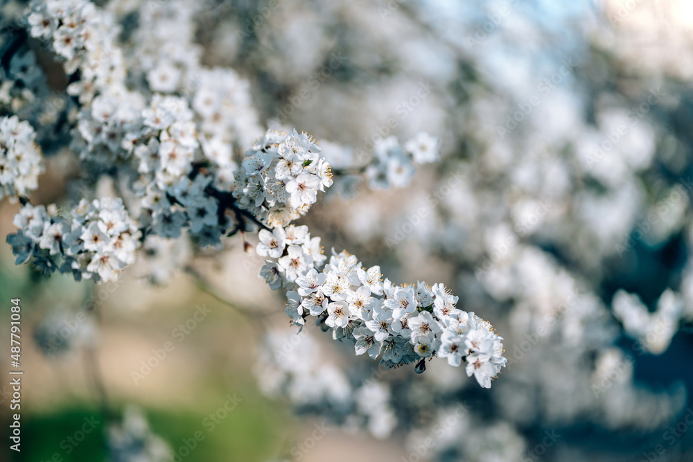 Photo of closeup blossoming tree in forest or park. Beautiful nature background Photo of closeup blossoming tree in forest or park. Beautiful nature background