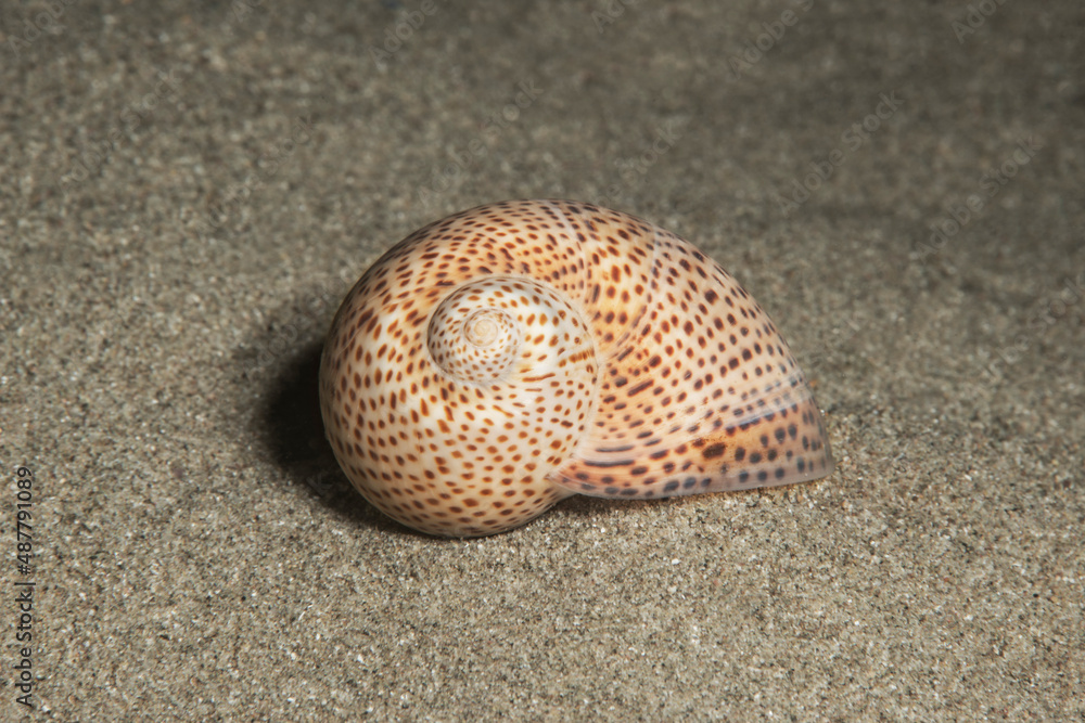 Marine sea shell (Natica stercusmuscarum) Çanakkale, Turkey.
