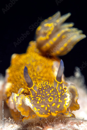 Nudibranch, Felimare picta. Çanakkale, Turkey 