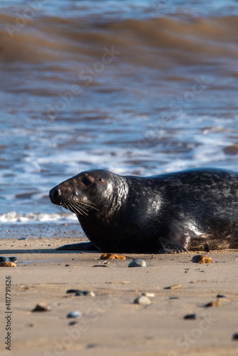 Grey seal sitting by the sea at Horsey Gap in north Norfolk, UK