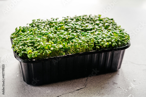 Arugula microgreens sprouts in plastic container