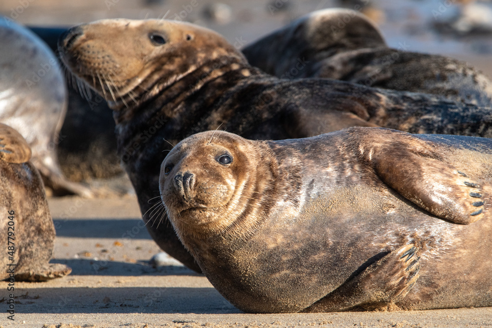 Obraz premium Grey seal on Horsey Gap beach, north Norfolk. January 2022