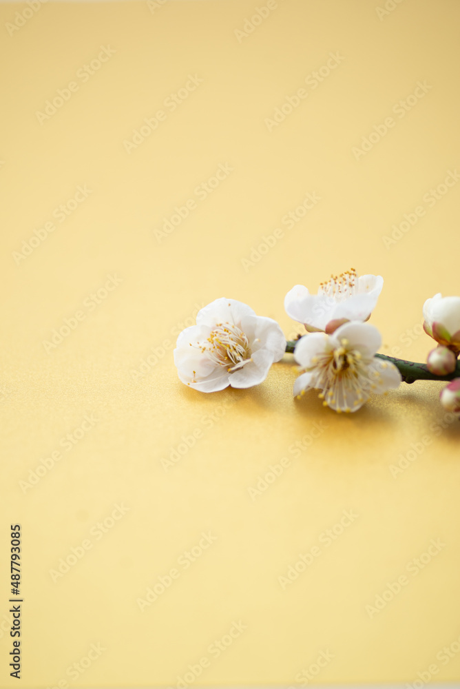 梅の花
梅の花