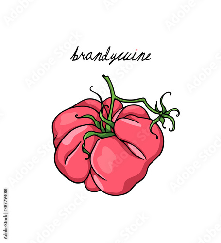 Vector illustration of hand drawn Pink Brandywine heirloom tomato on a green branch. Beautiful food design elements, perfect for food related industry