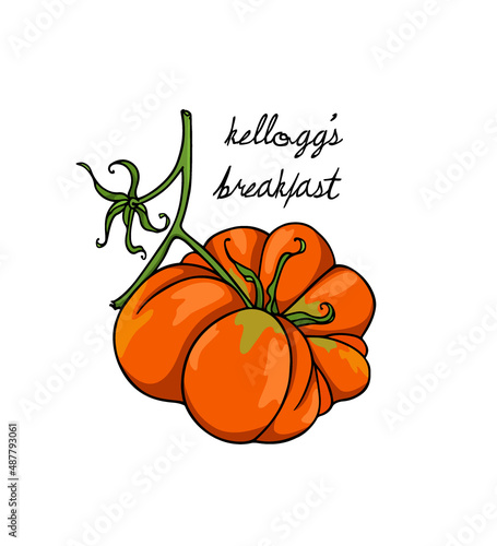 Vector illustration of hand drawn ripe Kellogg's Breakfast heirloom tomato on a green branch. Beautiful food design elements, perfect for food related industry