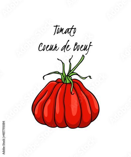 Vector illustration of hand drawn ripe red Oxheart heirloom tomato. Beautiful food design elements, perfect for food related industry