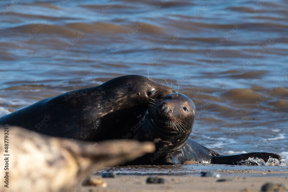 Fototapeta premium Adult grey seals play fighting in the sea at Horsey Gap beach in north Norfolk, UK. January 2022