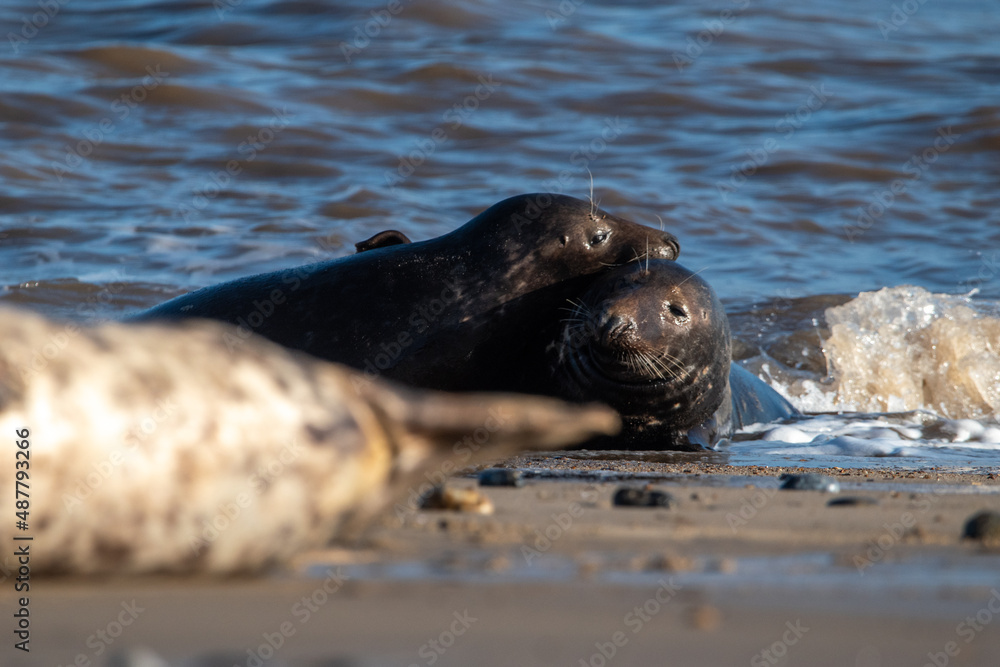 Fototapeta premium Adult grey seals play fighting in the sea at Horsey Gap beach in north Norfolk, UK. January 2022