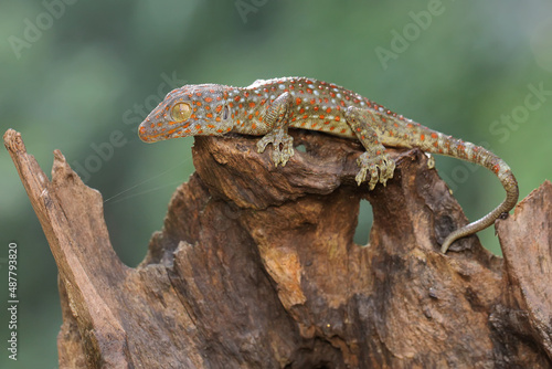 A young tokay gecko is looking for prey in a dry log. This reptile has the scientific name Gekko gecko. 