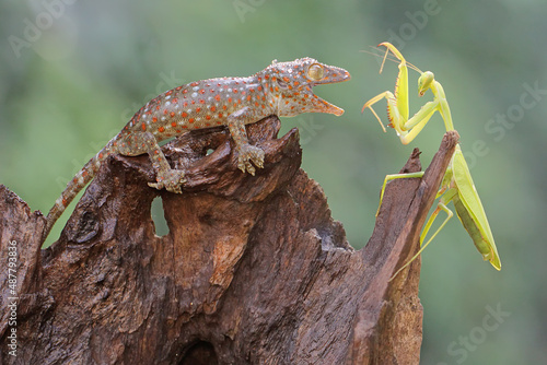 A young tokay gecko ready to prey on a young praying mantis on dry wood. This reptile has the scientific name Gekko gecko. 