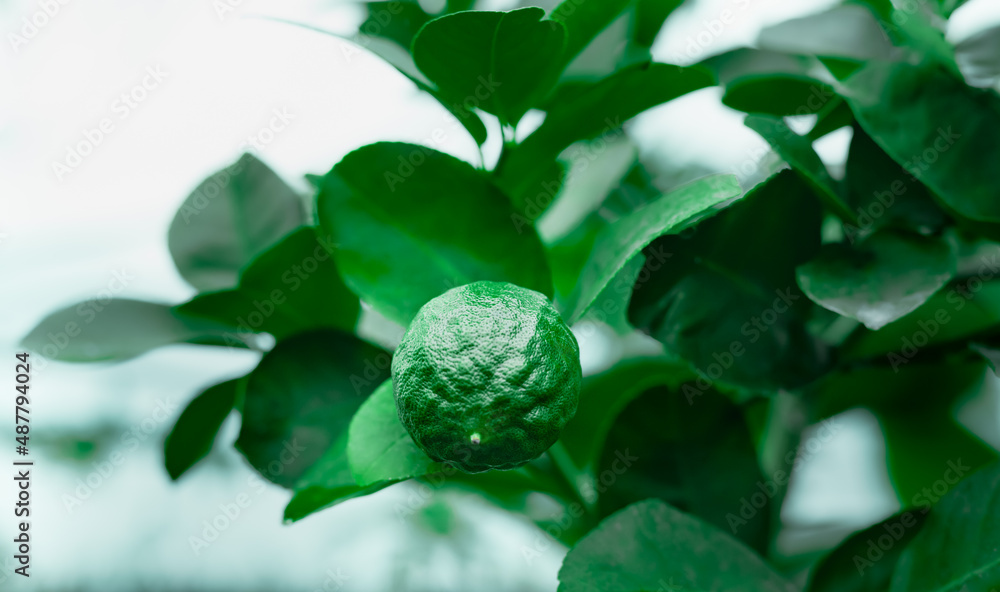 Green lemon growing on the tree. Exotic farm. Lime close up on branch. Green lemon growing on the tree. Exotic farm. Lime close up on branch.