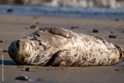 Grey seals on Horsey Gap beach on the north Norfolk coast, UK. January 2022