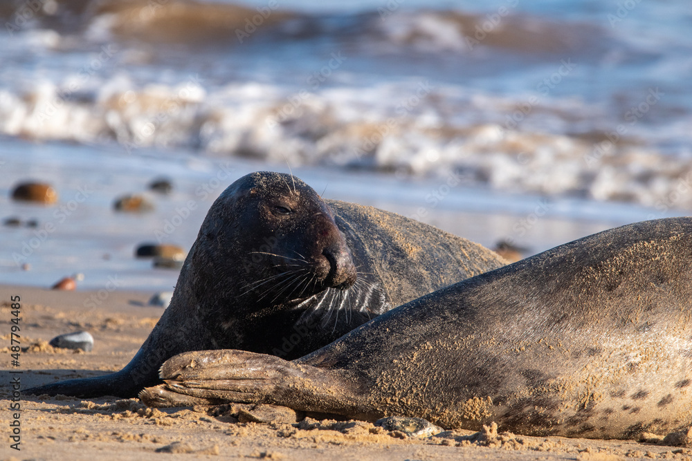 Fototapeta premium Grey seal sitting by sea at Horsey Gap in north Norfolk, UK. January 2022