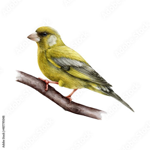 Greenfinch bird watercolor illustation. Realistic chloris chloris male avian image. Beautiful greenfinch on a tree branch. Europe small forest songbird. Green finch on white background