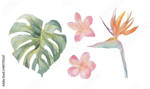 Watercolor tropical exotic watercolor strelitzia, plumeria, monstera. Object isolated on white