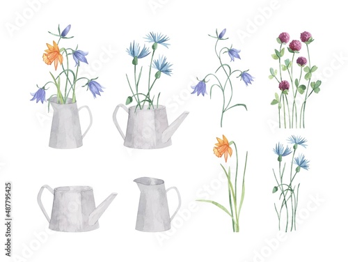 Watercolor collection wild herbs flowers in watering can and jug. Hand drawn botanical flowers