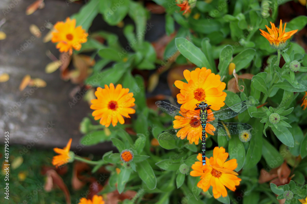 top portrait of green and blue dragonfly on orange flower with copyspace top portrait of green and blue dragonfly on orange flower with copyspace