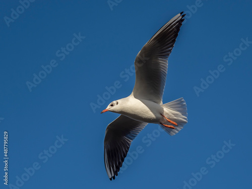 Black Headed Gull Black Headed Gull  Chroicocephalus ridibundus  in winter plumage.  In flight against blue sky